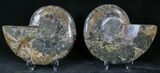 Polished Ammonite Pair - Million Years #22243-1